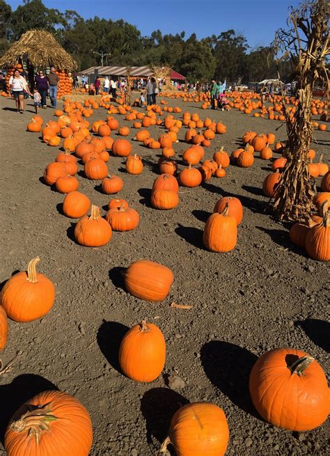 ardenwood farm pumpkin patch.